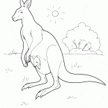Canguru na Austrália