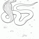 Cobra em ação