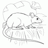 Rato