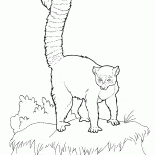Lemur