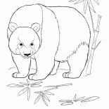 Panda na selva