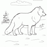 Arctic fox