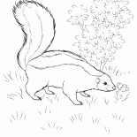 Skunk à procura de comida