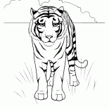 Tiger no deserto