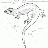 Lagarto na caça
