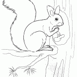 Esquilo que guardara uma porca