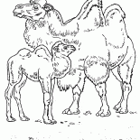 Camelos no deserto