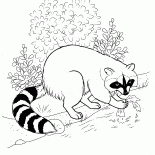 Raccoon encontramos a comida