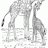 Girafas na África