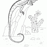 Iguana em uma rocha