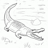 Crocodile veio onshore