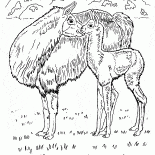 Llamas no deserto