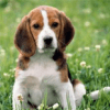 Cães