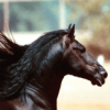 Cavalos