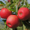 Folhas e frutos